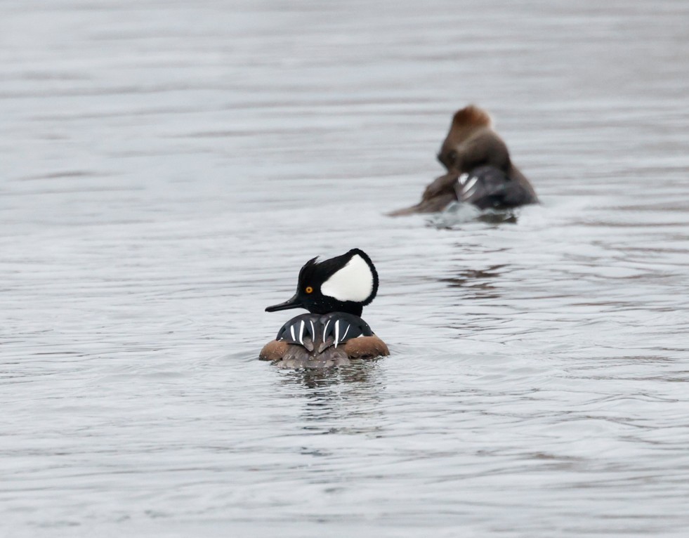 Hooded Merganser - ML646551329