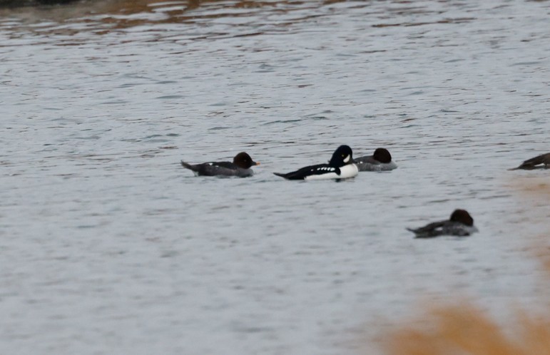 キタホオジロガモ - ML646551332