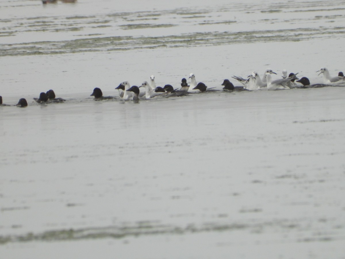 Bonaparte's Gull - ML646551333