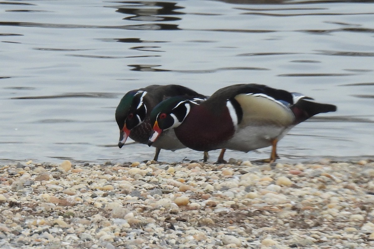 Wood Duck - ML646551335