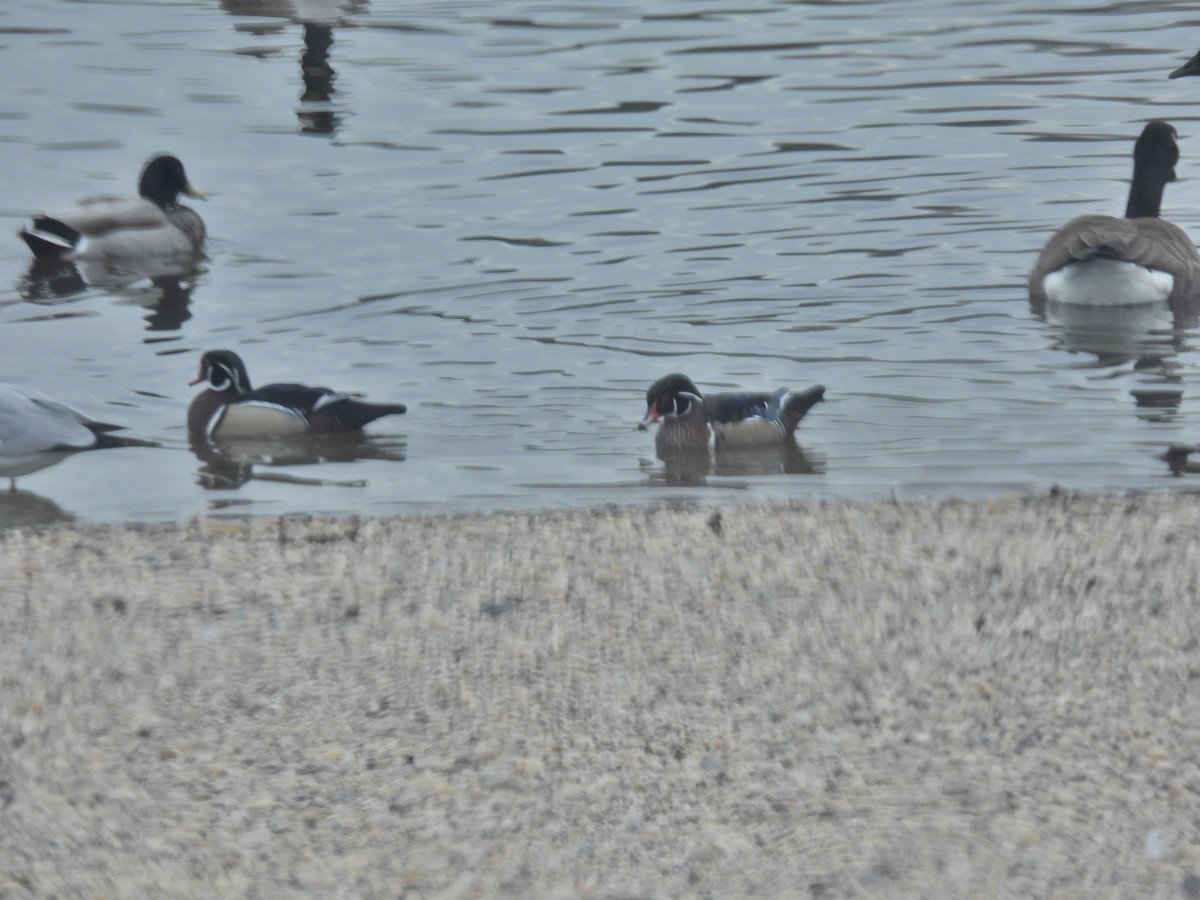 Wood Duck - ML646551336