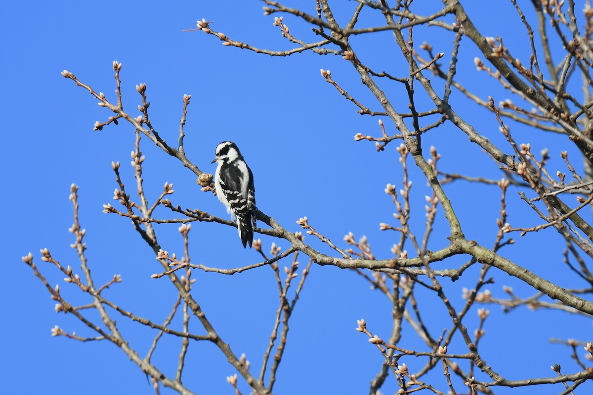 Downy Woodpecker - ML646551338