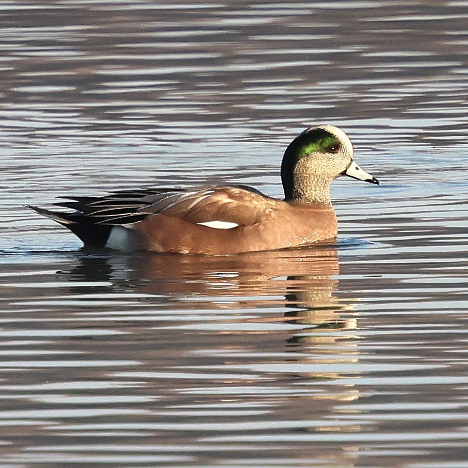 American Wigeon - ML646551339