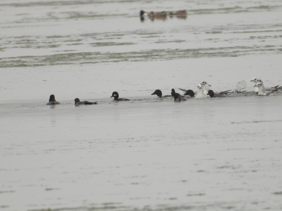 Bonaparte's Gull - ML646551342