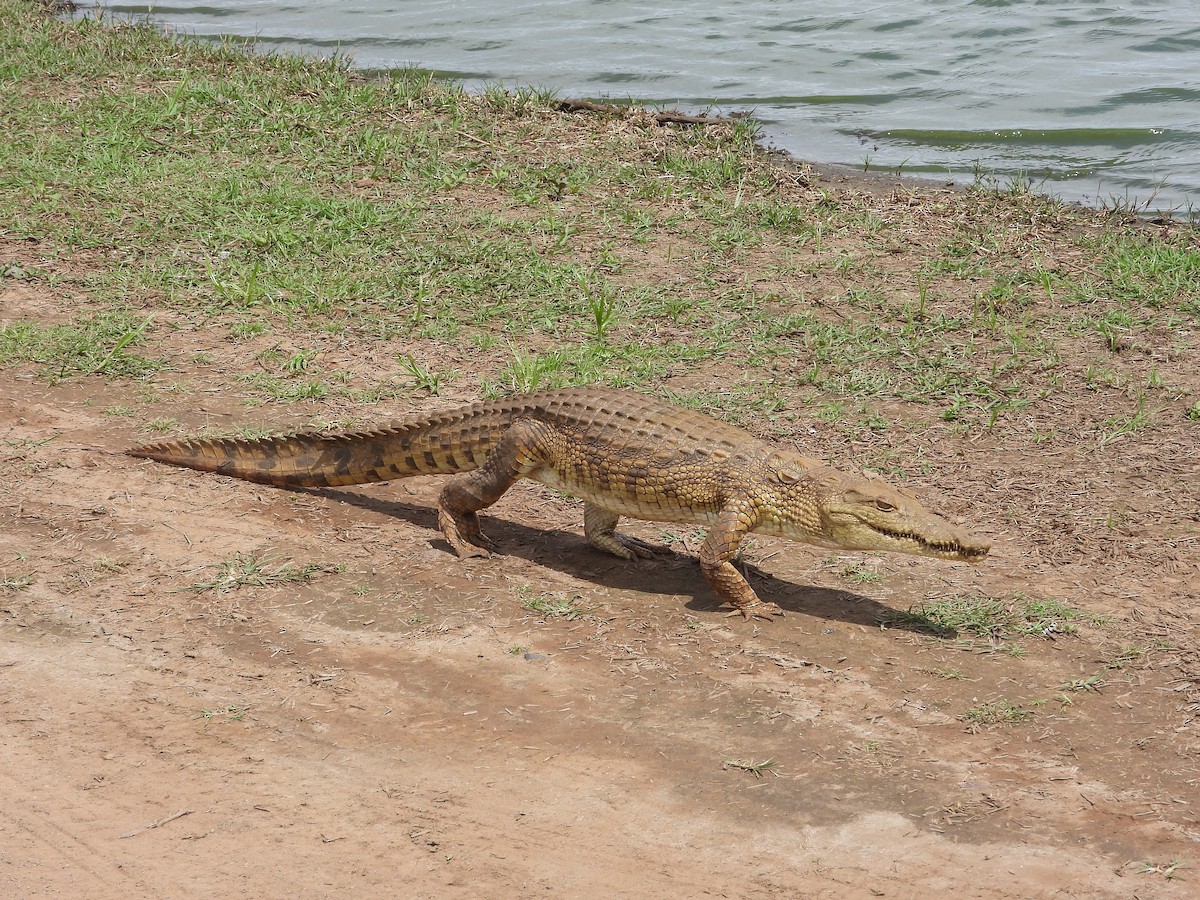 Nil Timsahı - ML646551346