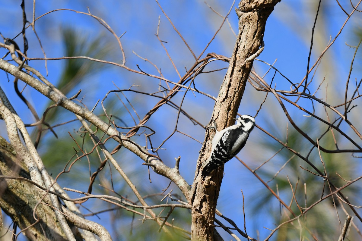 Downy Woodpecker - ML646551349