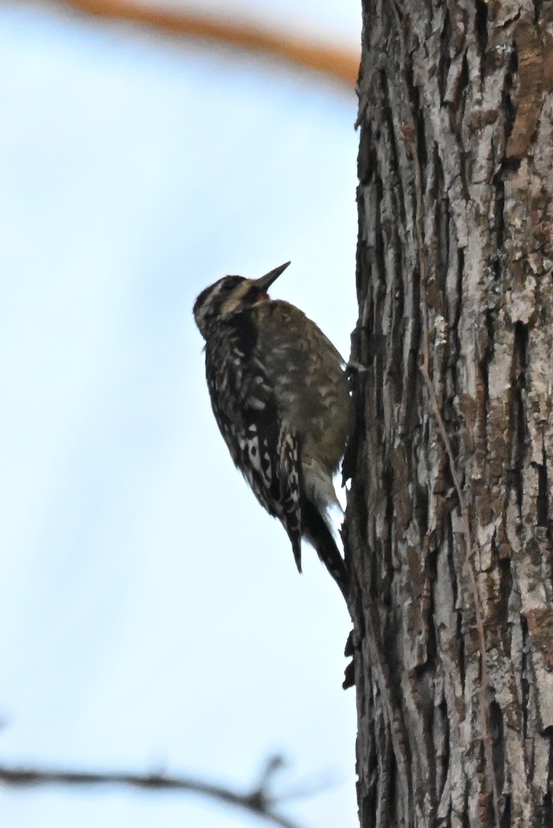 Yellow-bellied Sapsucker - ML646551351