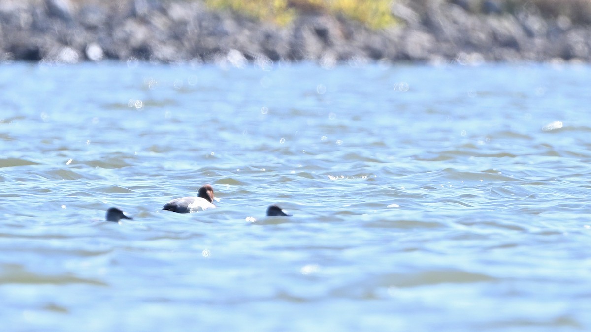 צולל אמריקני - ML646551352