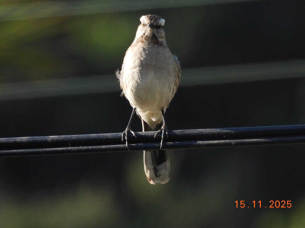 Chilean Mockingbird - ML646551354