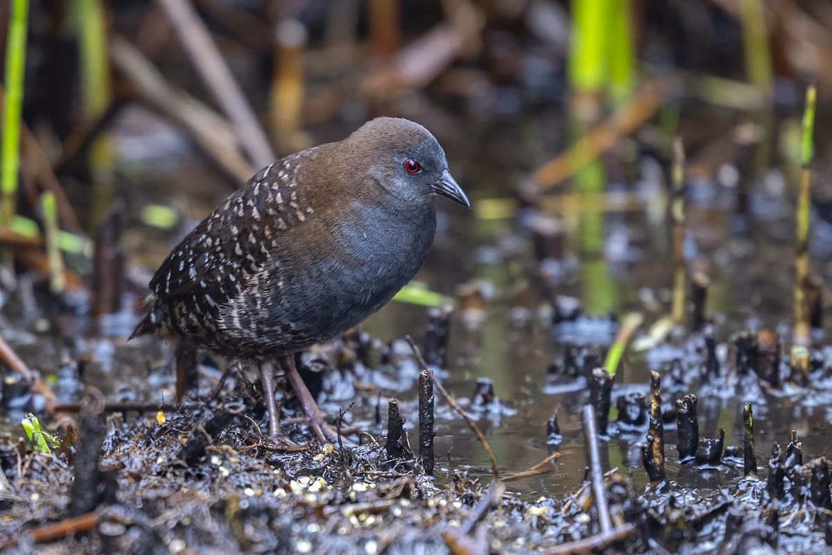 Schieferralle (tuerosi) - ML646551357