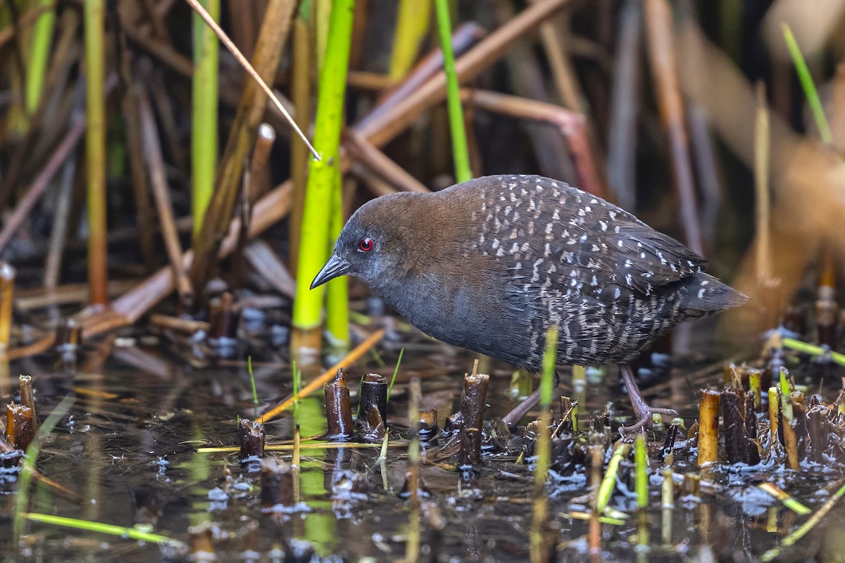 Schieferralle (tuerosi) - ML646551358