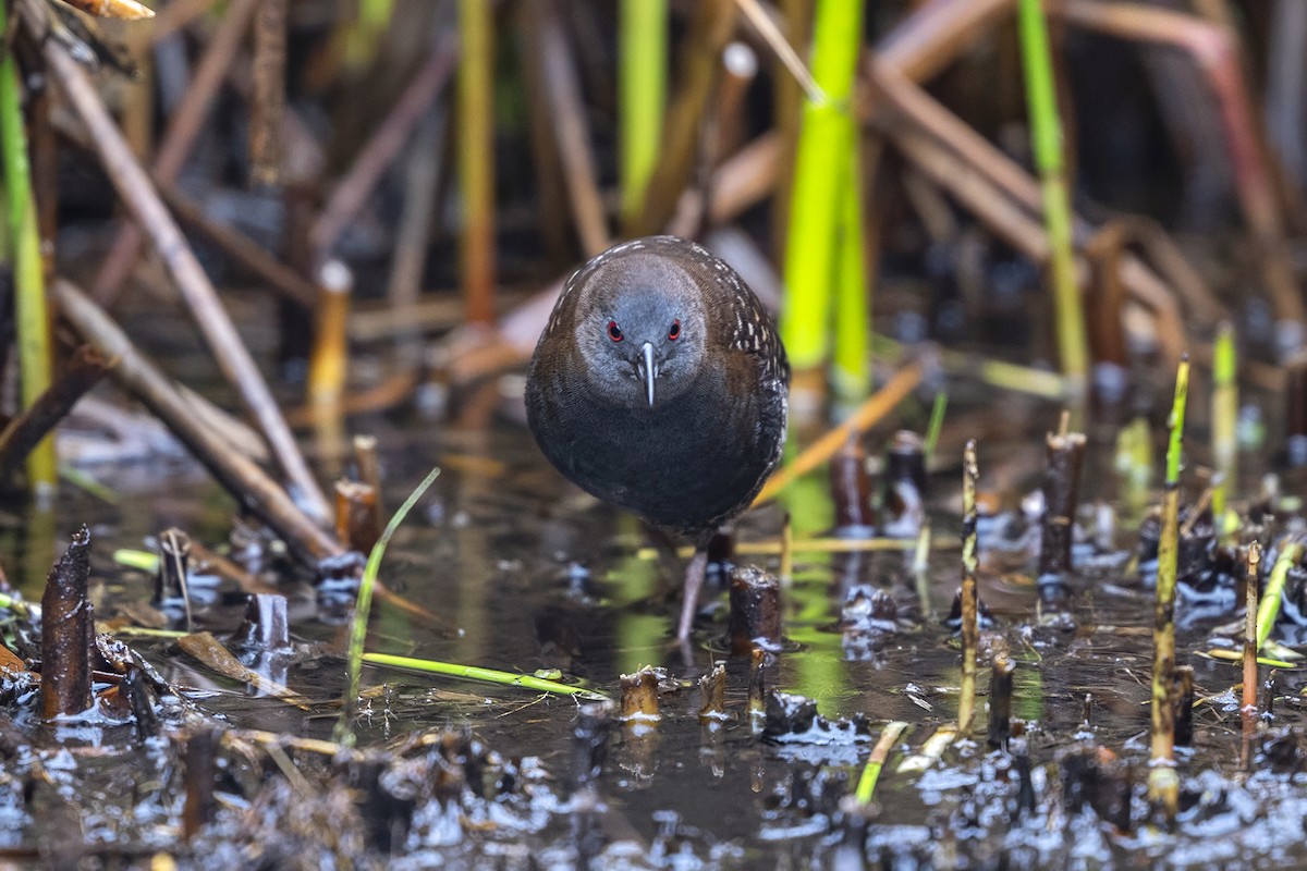 Schieferralle (tuerosi) - ML646551359