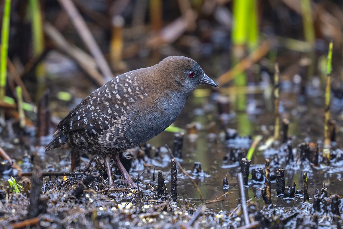 Schieferralle (tuerosi) - ML646551360