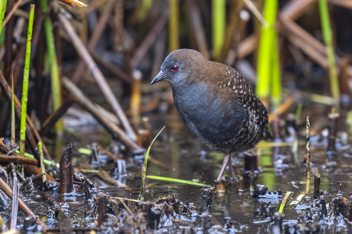 Schieferralle (tuerosi) - ML646551361