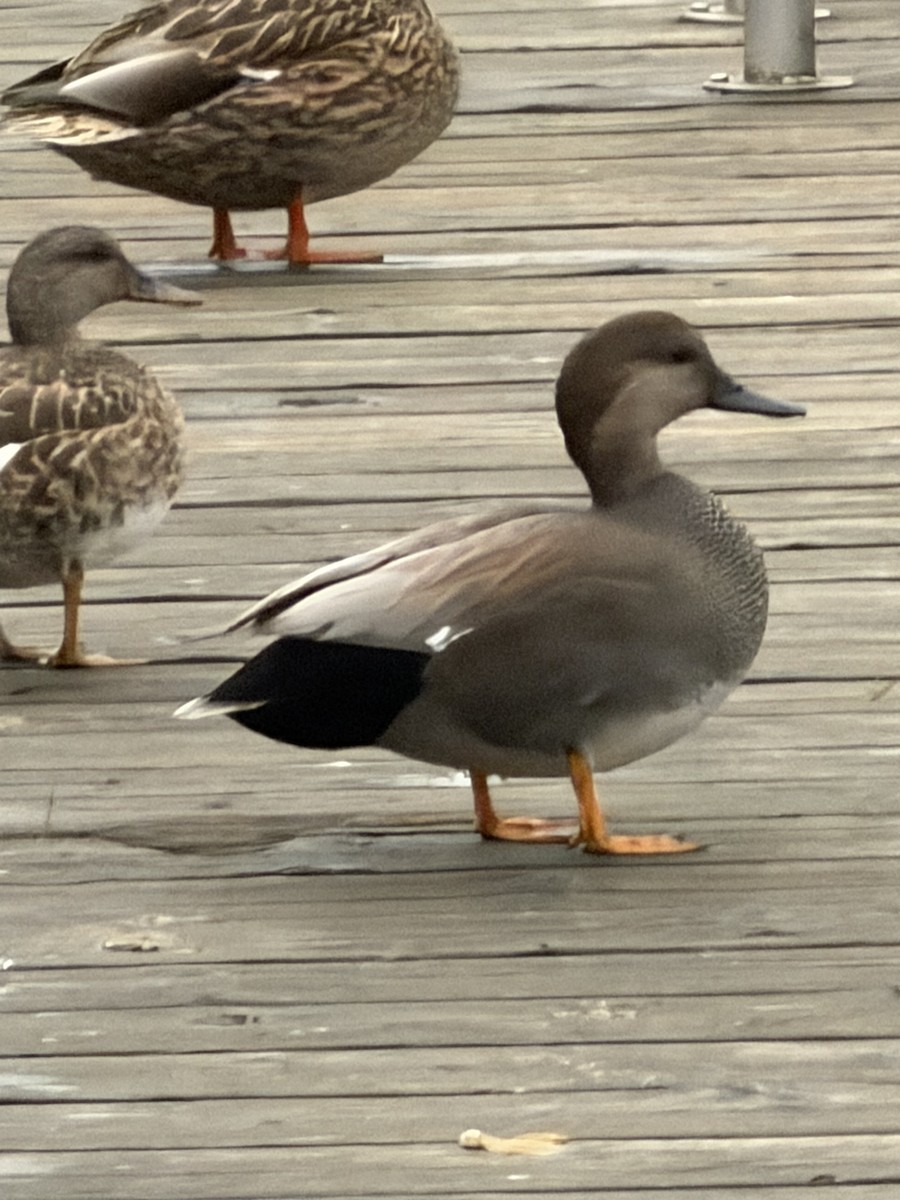 Gadwall - ML646551364