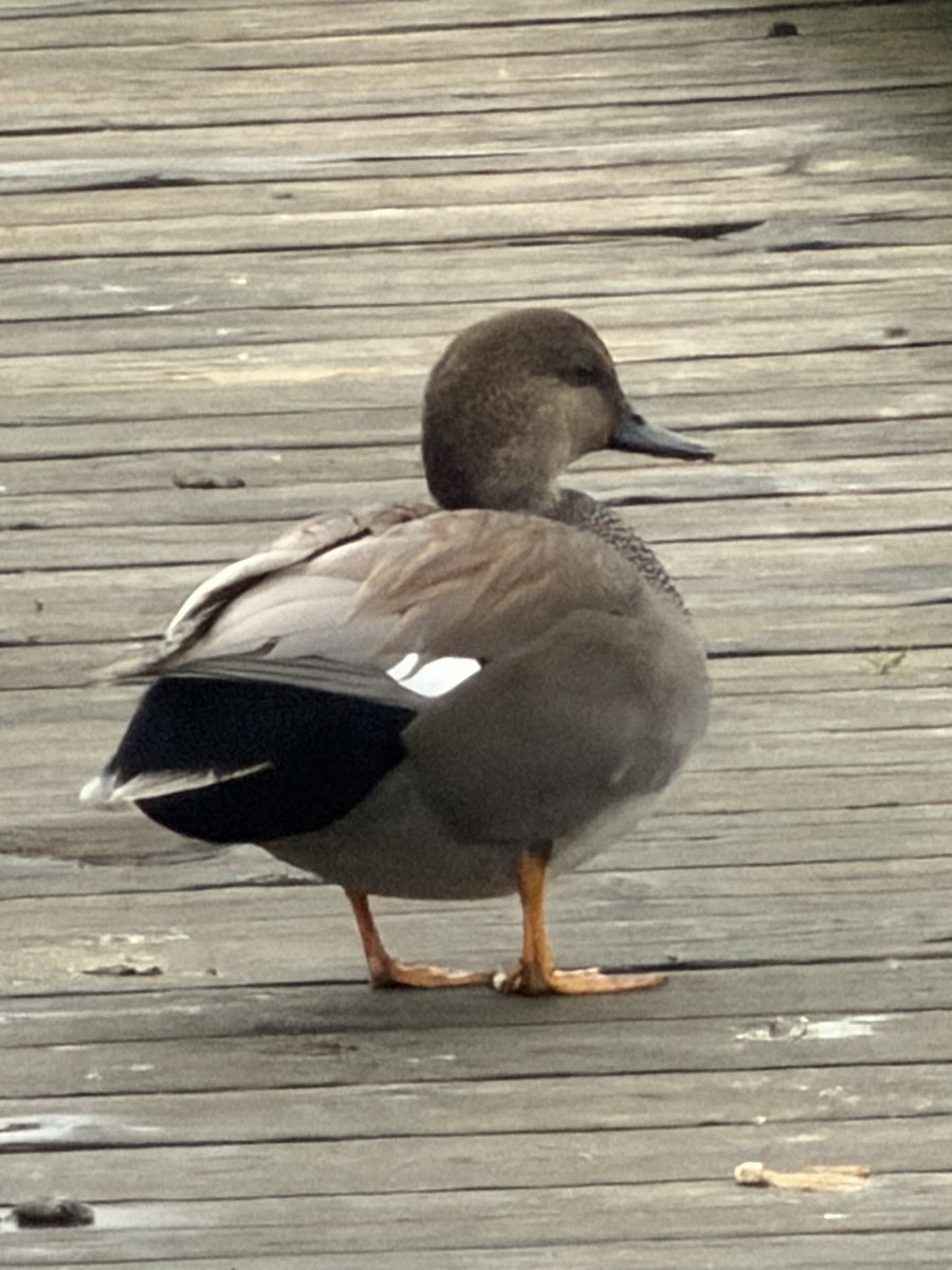 Gadwall - ML646551365