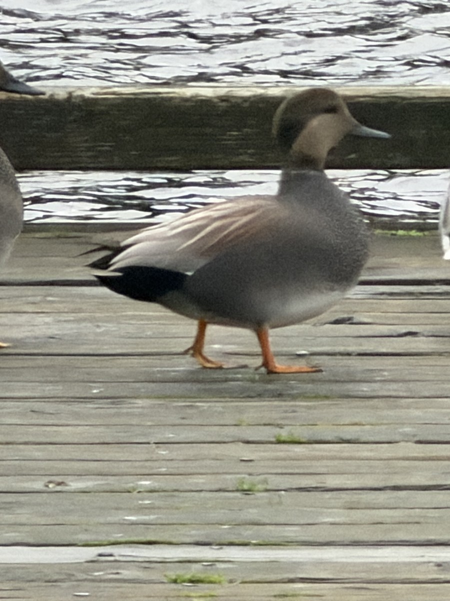 Gadwall - ML646551366