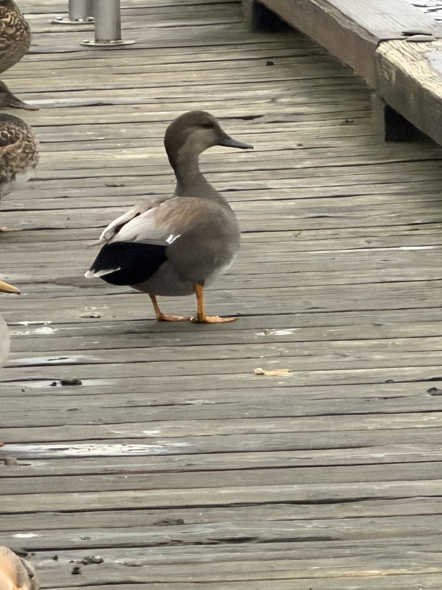 Gadwall - ML646551367