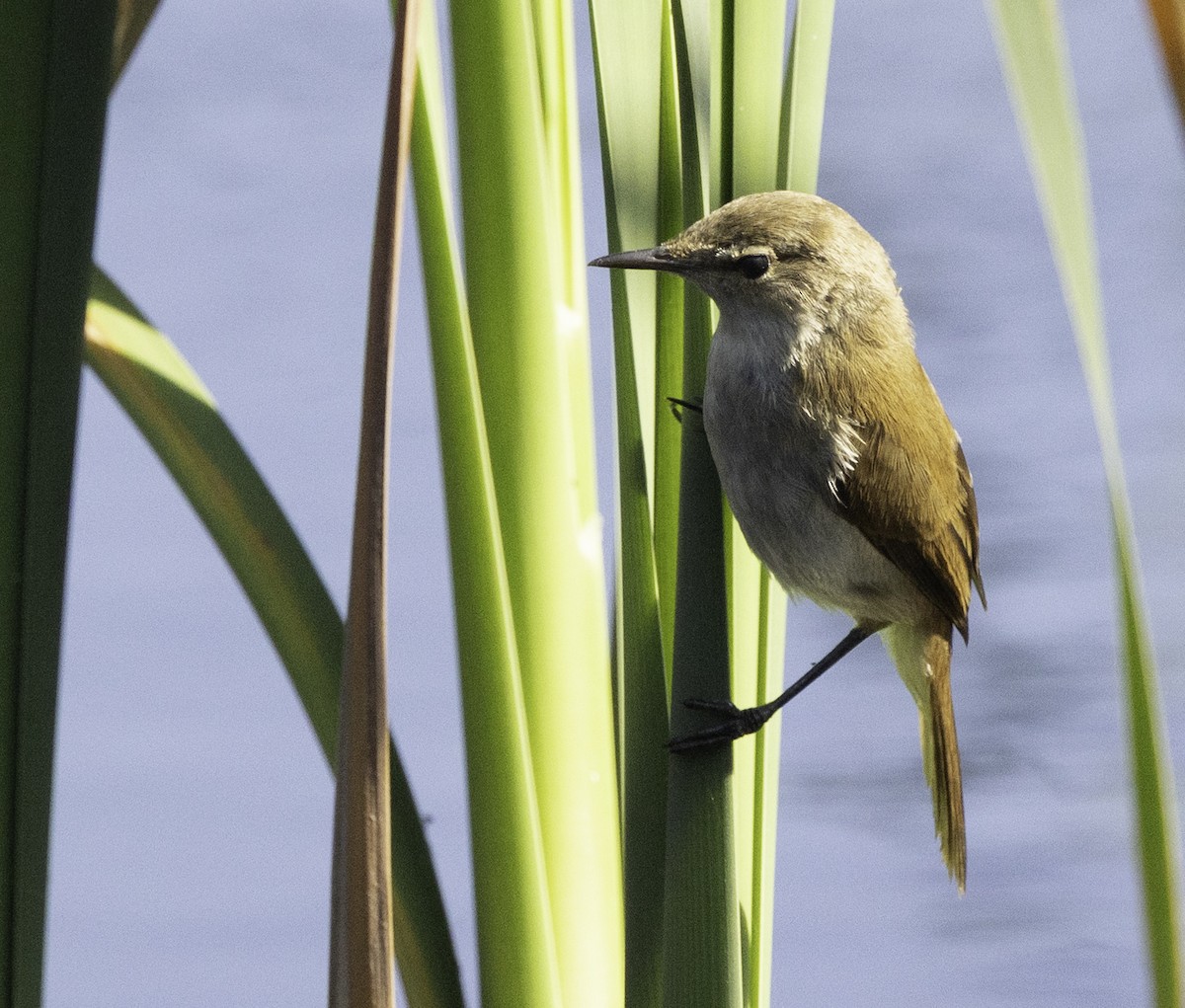 קנית קטנה אפריקנית - ML646551369