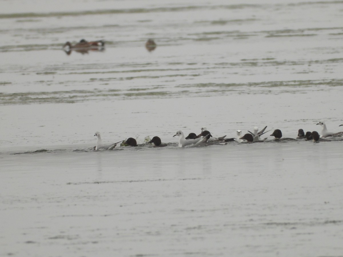 Bonaparte's Gull - ML646551371