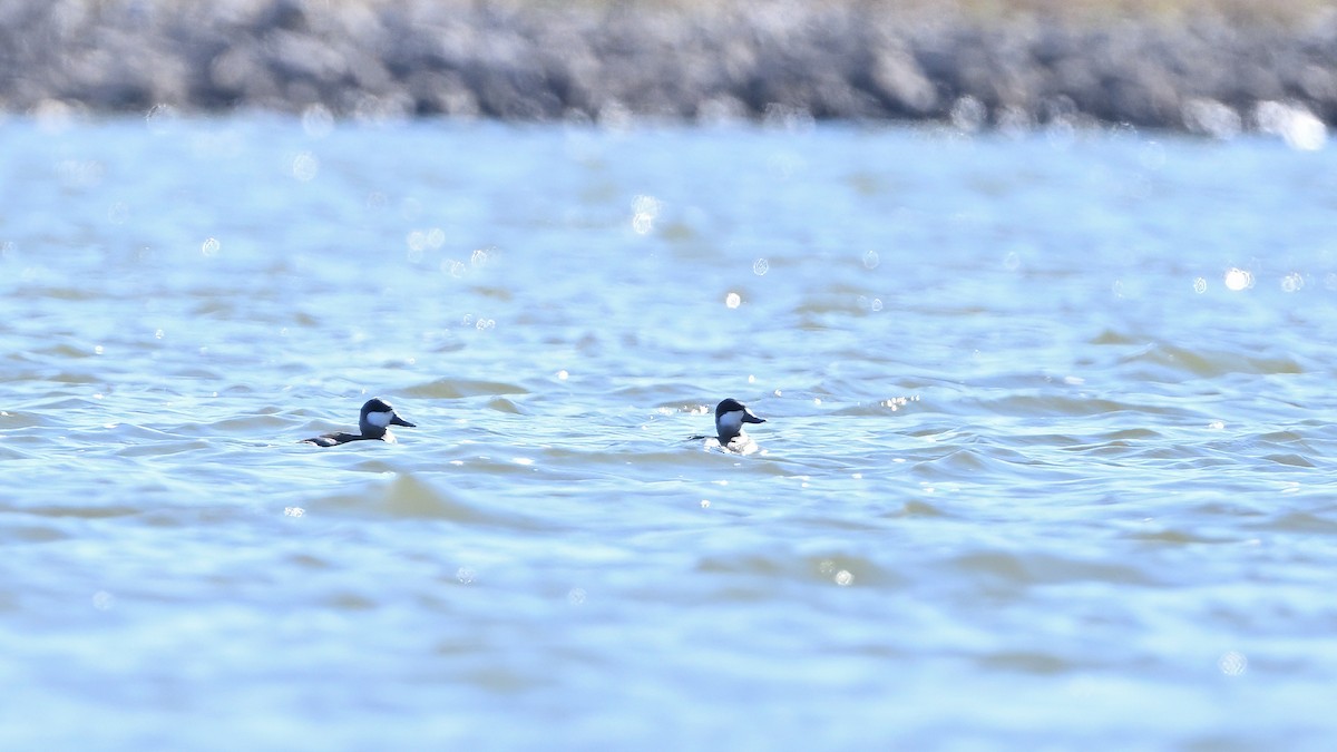 צחראש אדמוני - ML646551372