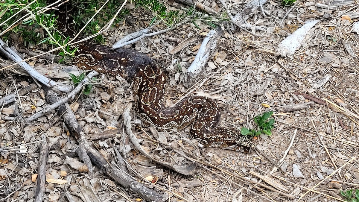 Animali - ML646551376