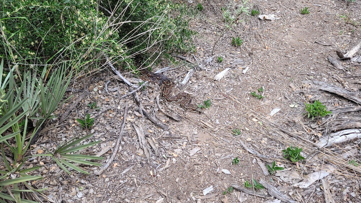 Animali - ML646551377