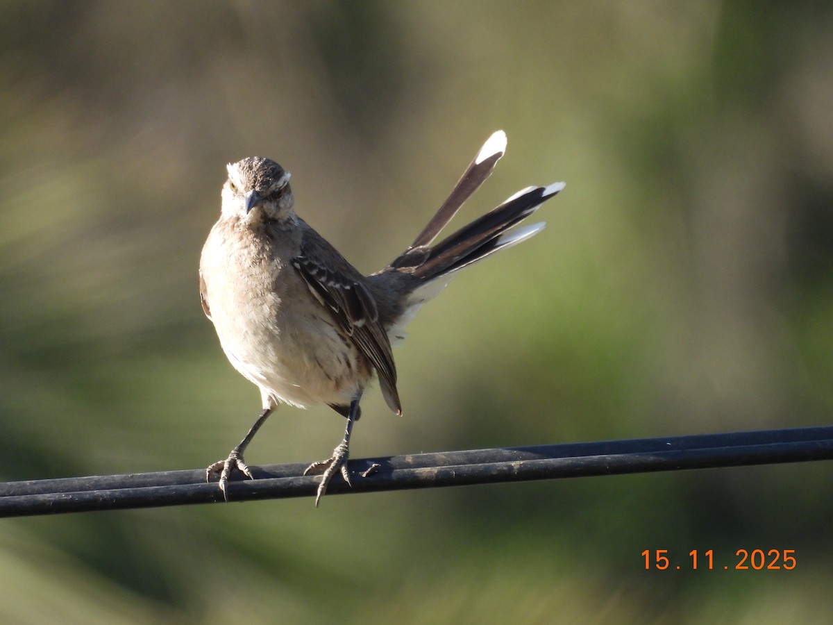Chilean Mockingbird - ML646551379