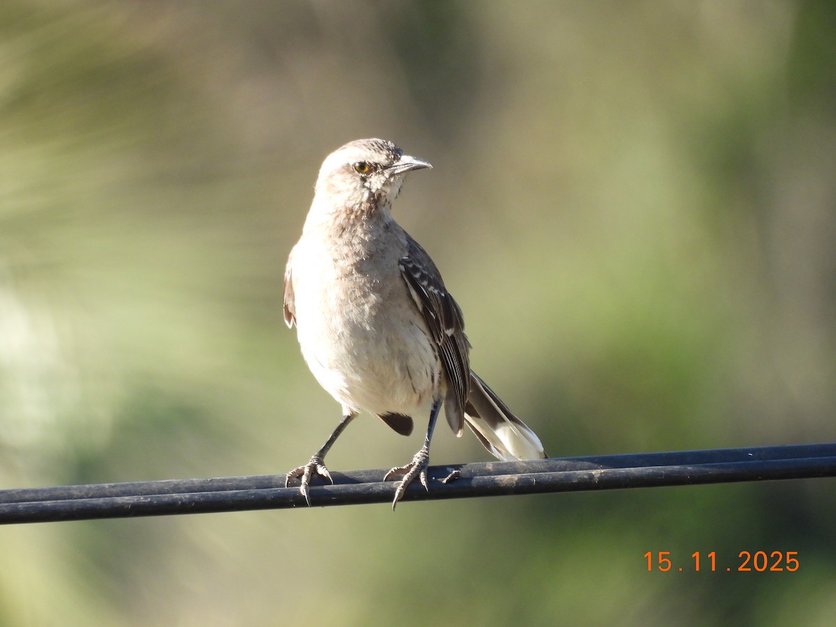 Chilean Mockingbird - ML646551381