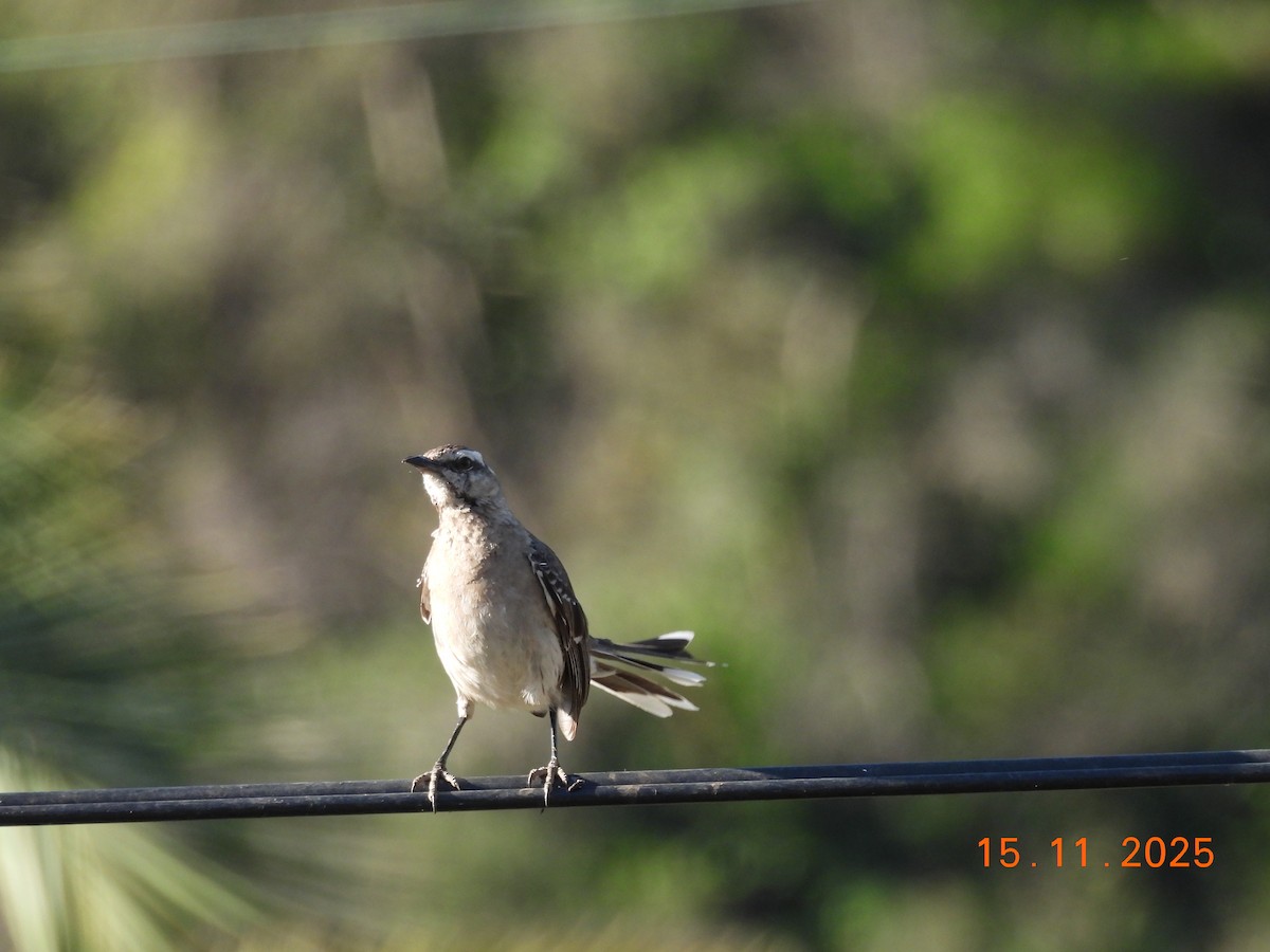 Chilean Mockingbird - ML646551382
