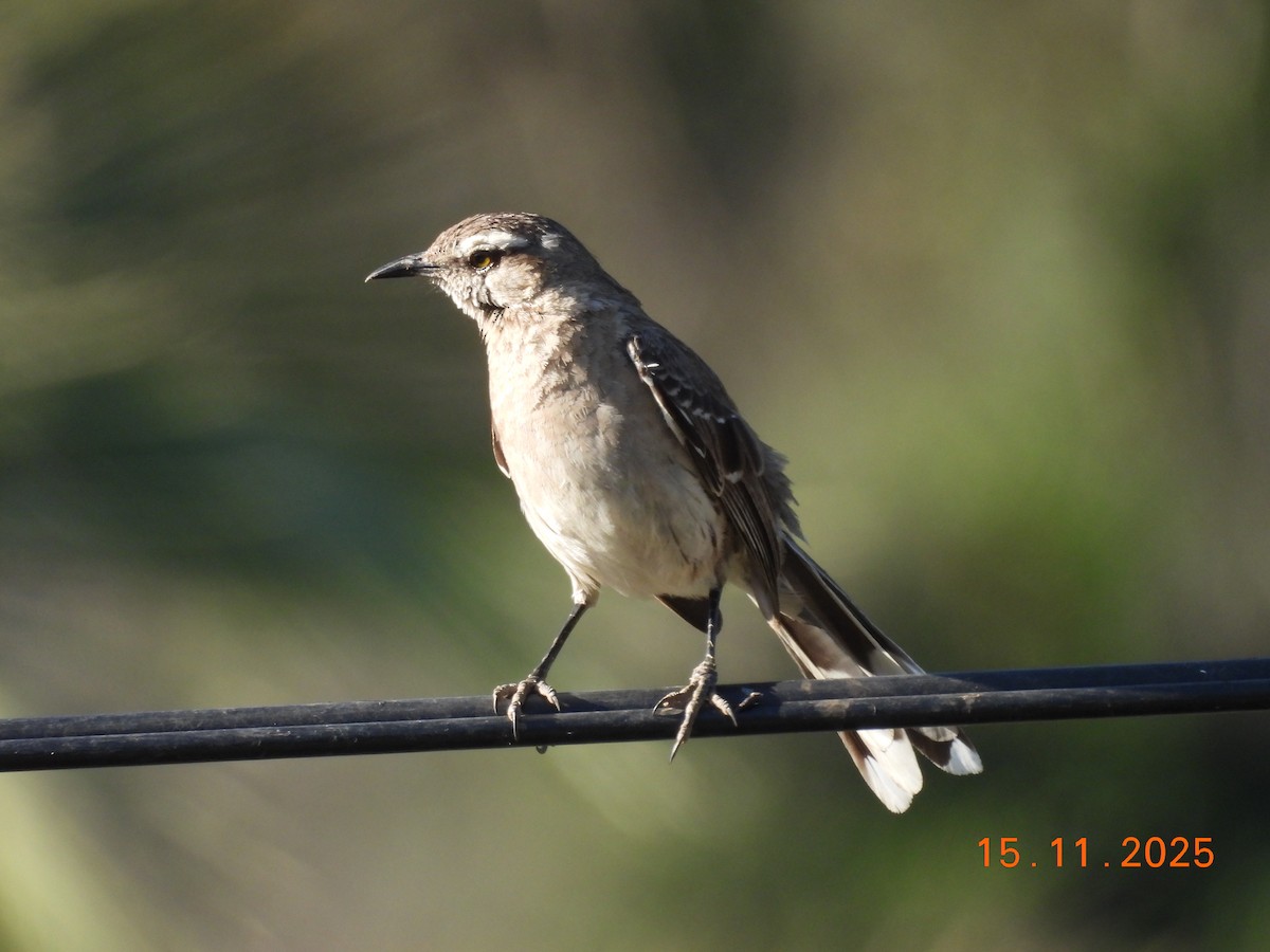 Chilean Mockingbird - ML646551383