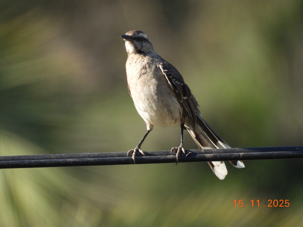 Chilean Mockingbird - ML646551385