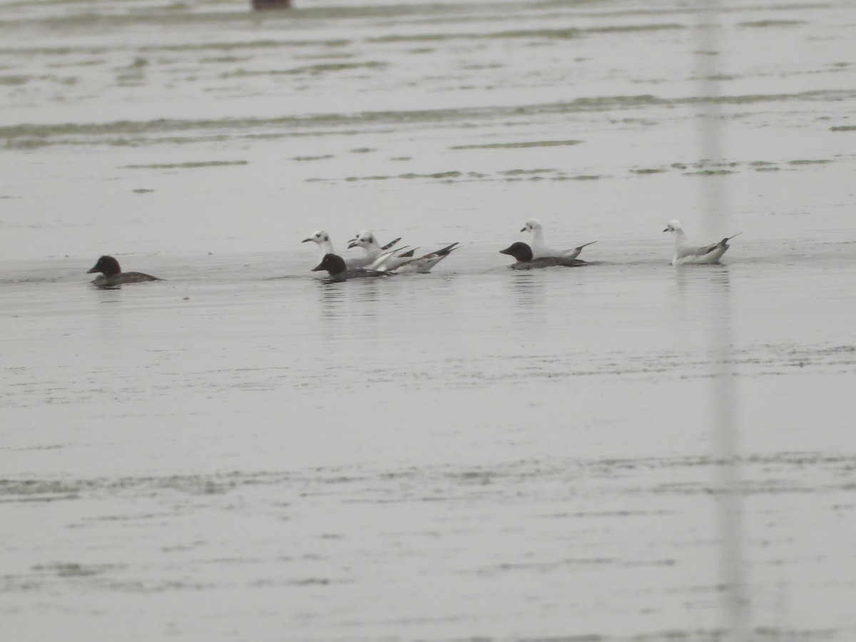 Bonaparte's Gull - ML646551386