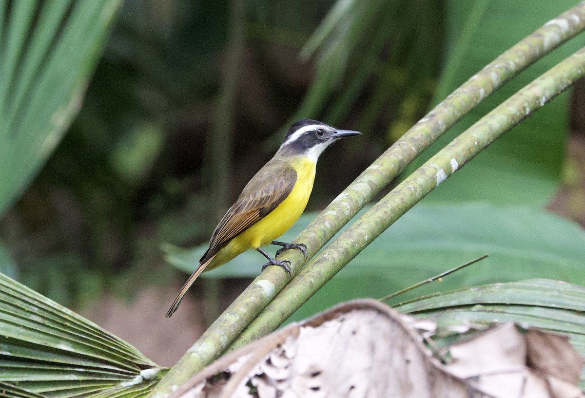 Bienteveo Chico - ML646551388