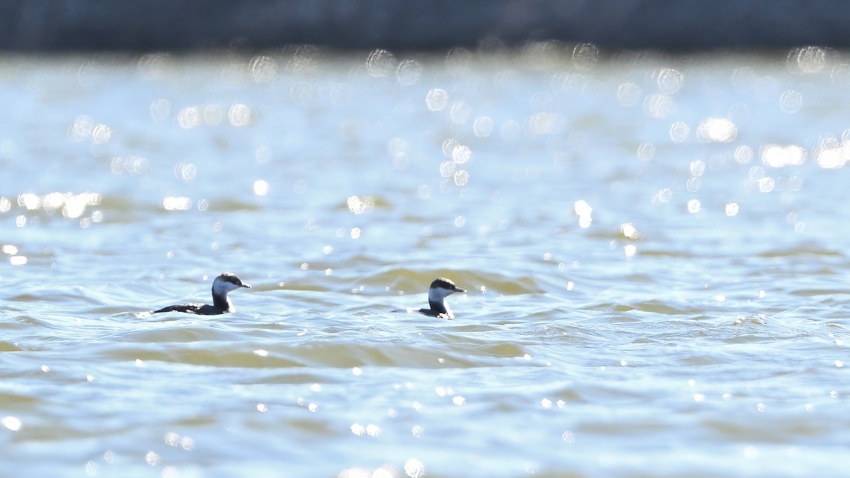 טבלן לבן-לחיים - ML646551389