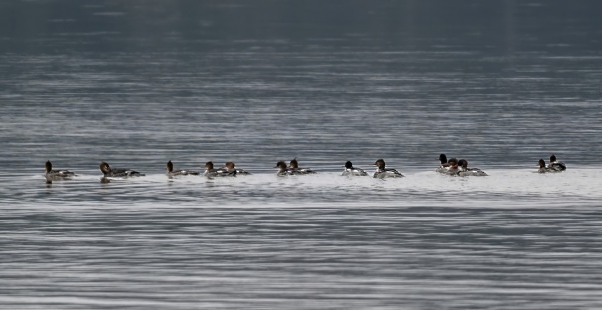 Red-breasted Merganser - ML646551394