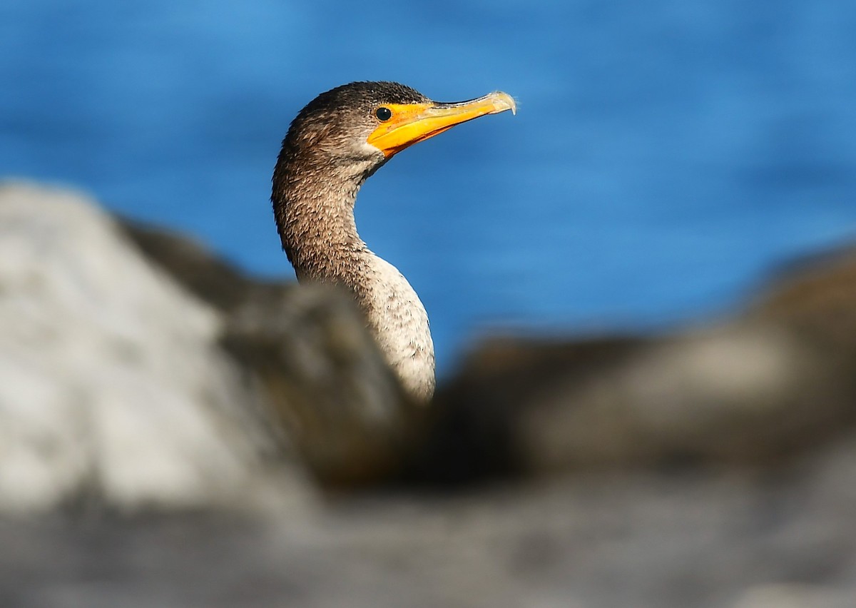 Double-crested Cormorant - ML646551400