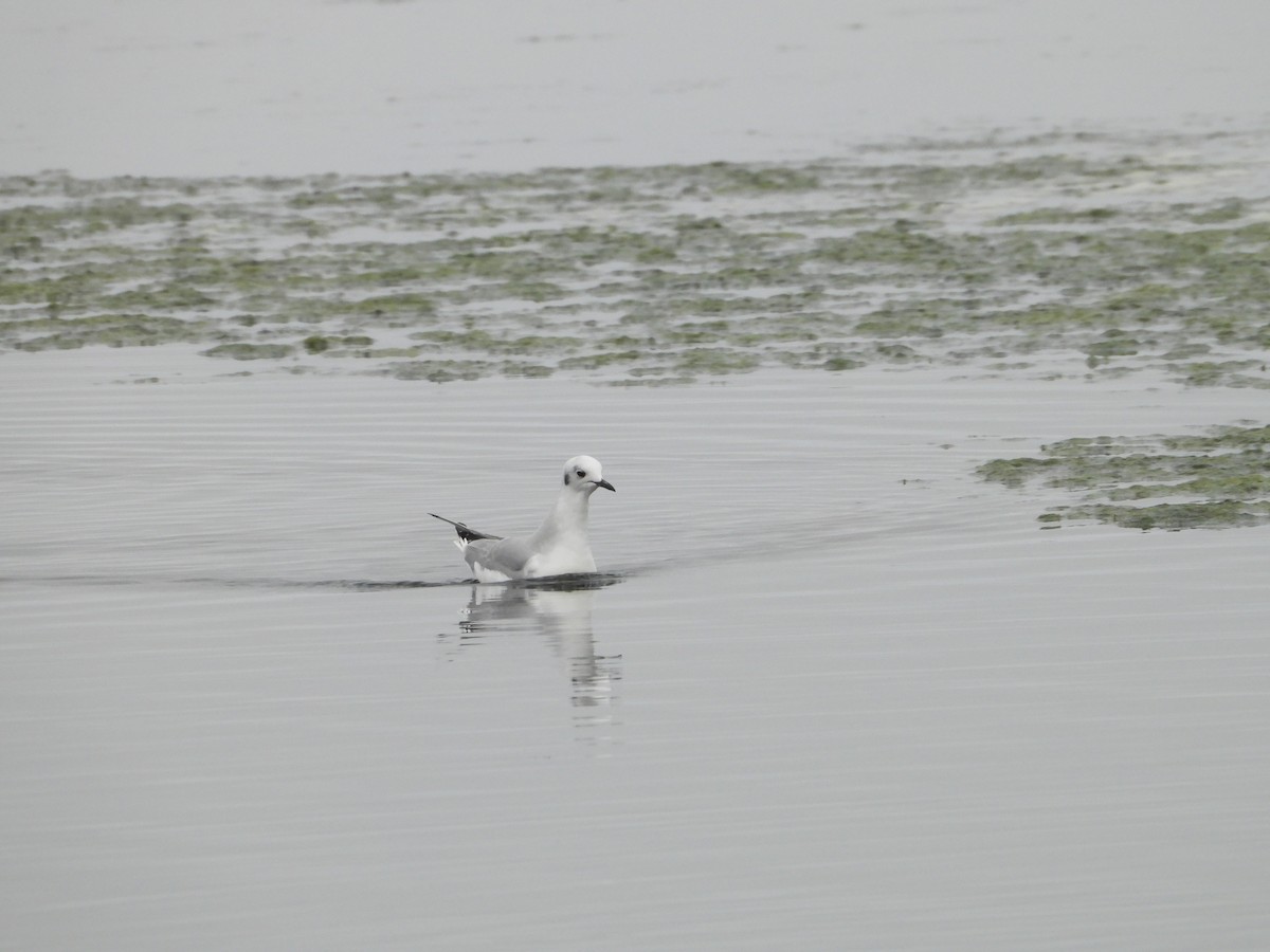 Bonaparte's Gull - ML646551403
