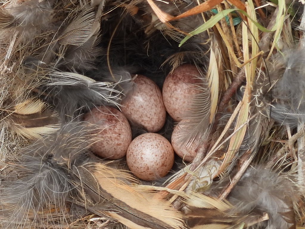 Southern House Wren - ML646551409