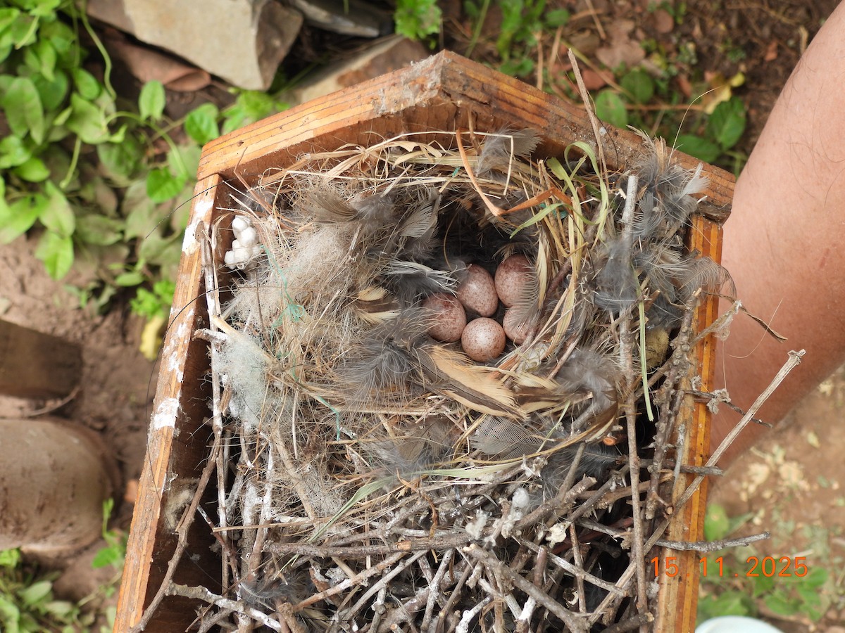 Southern House Wren - ML646551411