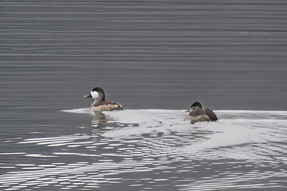 Ruddy Duck - ML646551417