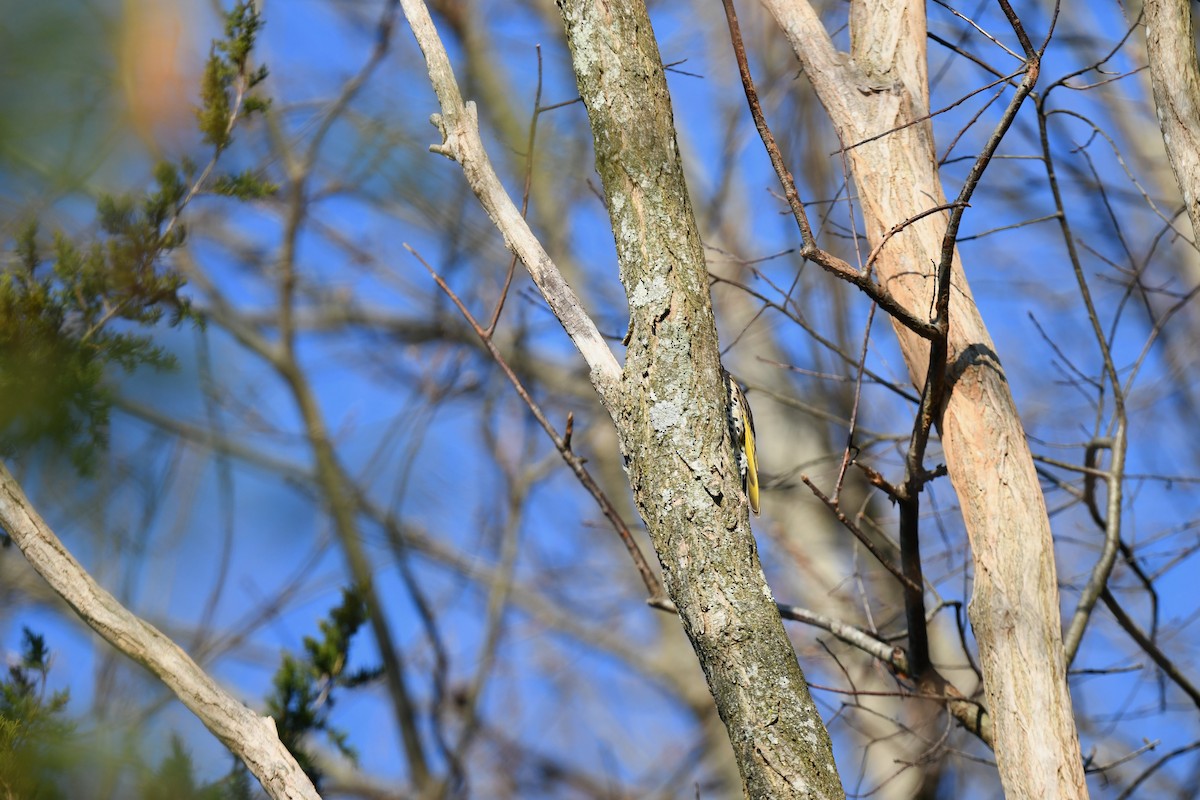 Northern Flicker (Yellow-shafted) - ML646551419
