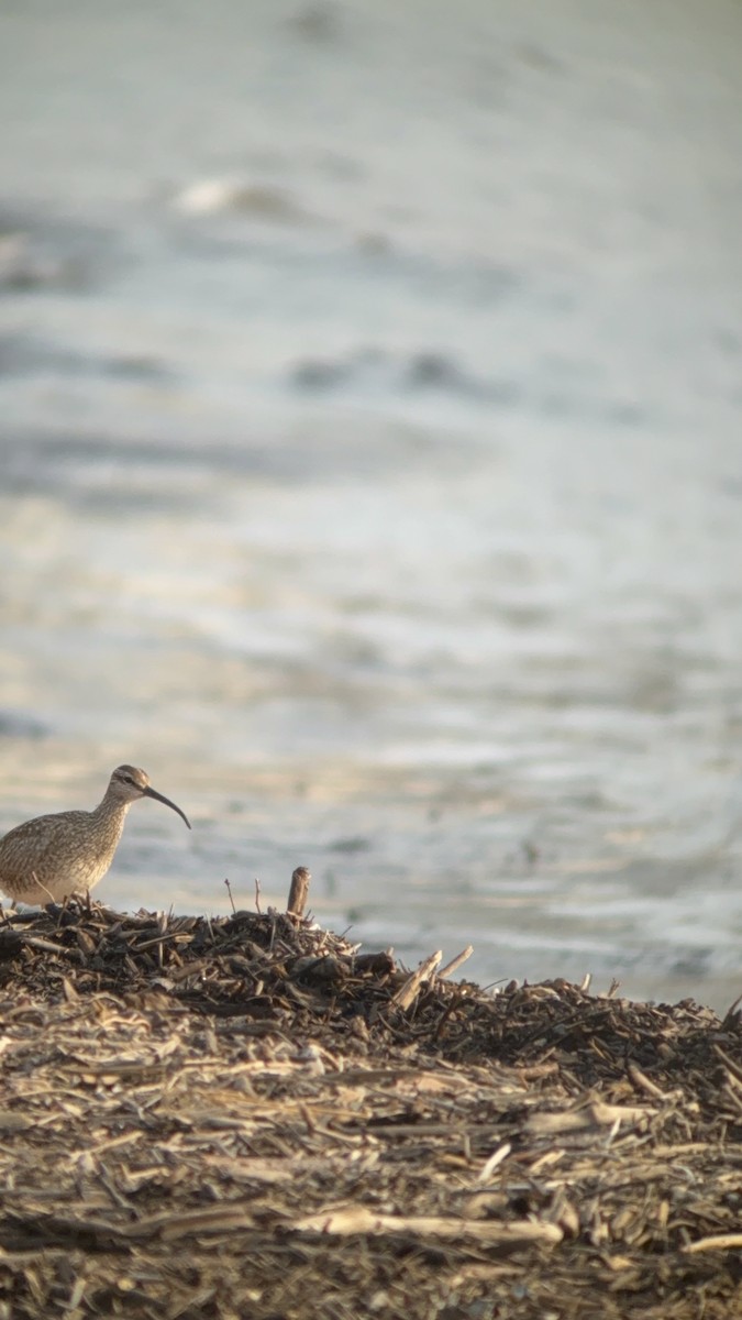 Hudsonian Whimbrel - ML646551422