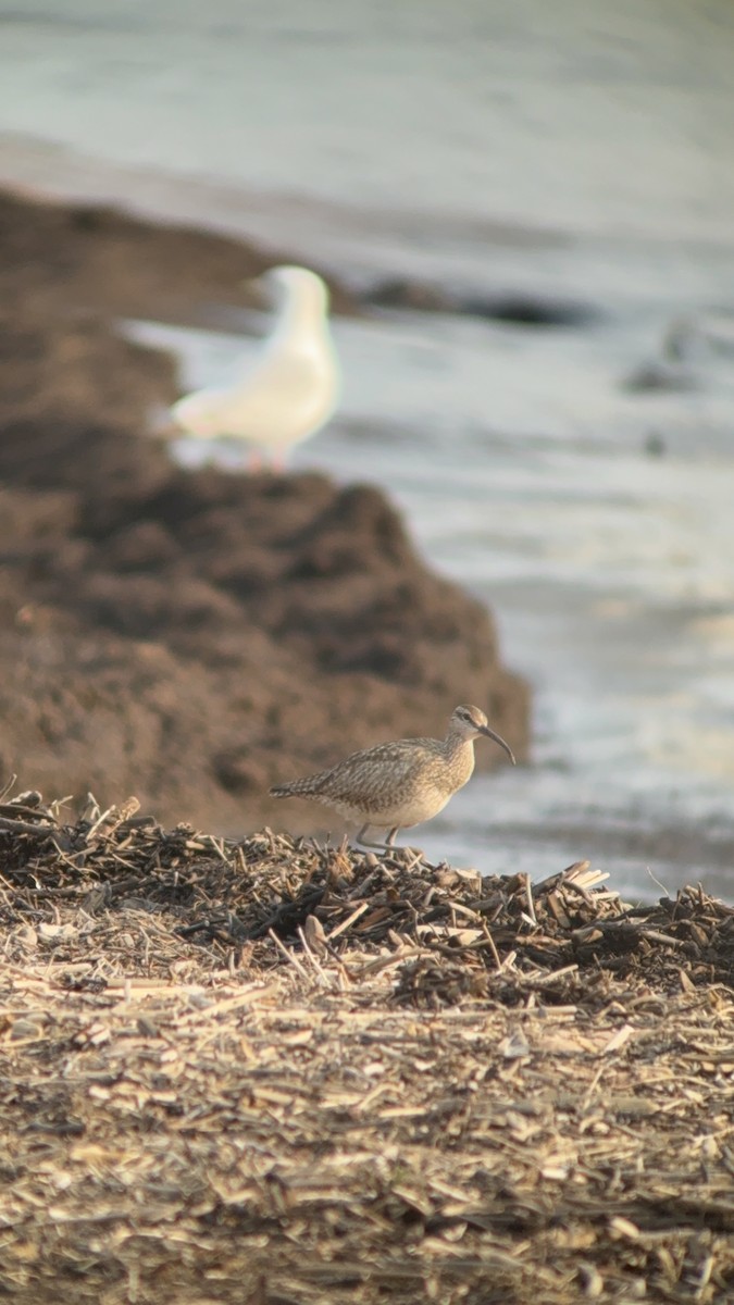 Hudsonian Whimbrel - ML646551423