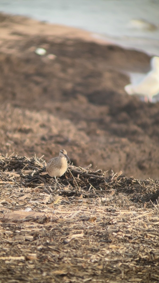 Hudsonian Whimbrel - ML646551424
