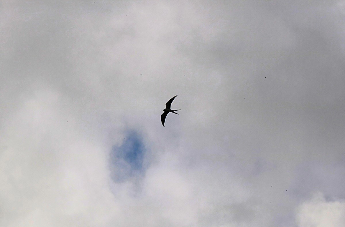 Swallow-tailed Kite - ML646551425