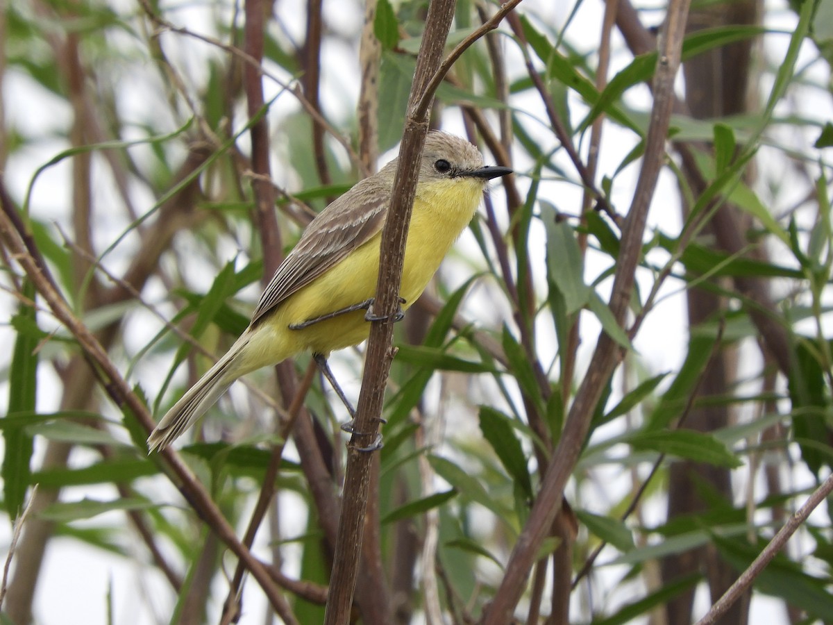 Dinelli's Doradito - ML646551428