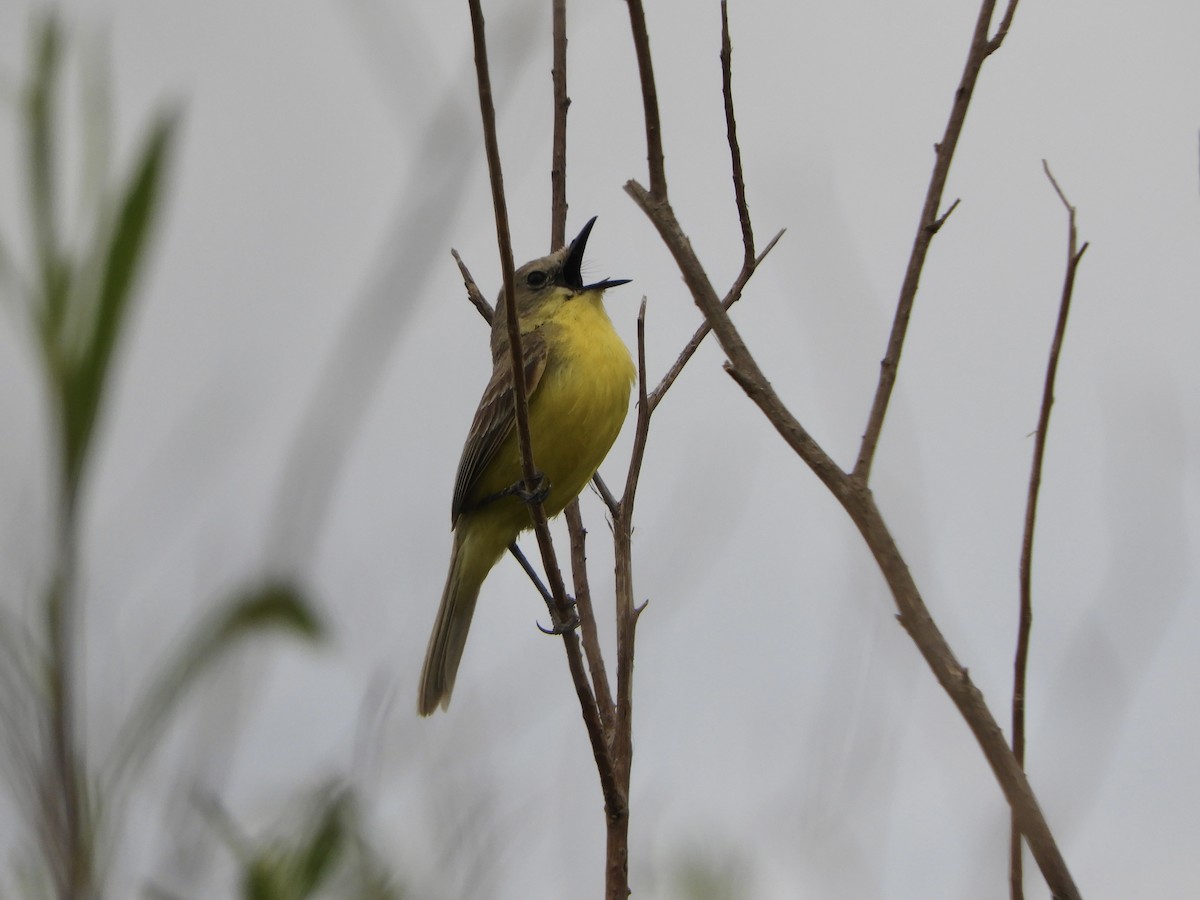 Dinelli's Doradito - ML646551429