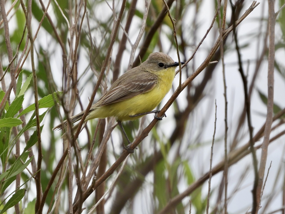 Dinelli's Doradito - ML646551430