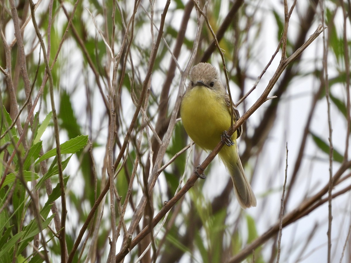 Dinelli's Doradito - ML646551431